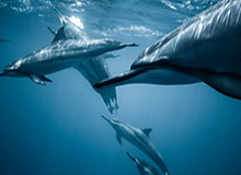 BOB半岛体育官方网站：开启全方位体育体验的新纪元